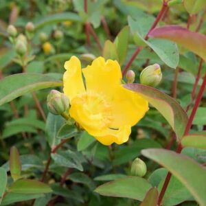 Hypericum × moserianum 15-20 cm